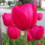 Aditi Balan Instagram - Flowers of Canada!! 🌷🌻🏵🌺🌹