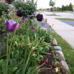 Aditi Balan Instagram - Flowers of Canada!! 🌷🌻🏵🌺🌹