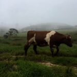 Aditi Balan Instagram - Worst videography skills but the place was surreal. Horton Plains, Sri Lanka