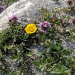 Aditi Balan Instagram - World environment day! The Earth turns to Gold, in the hands of the wise. Chitkul