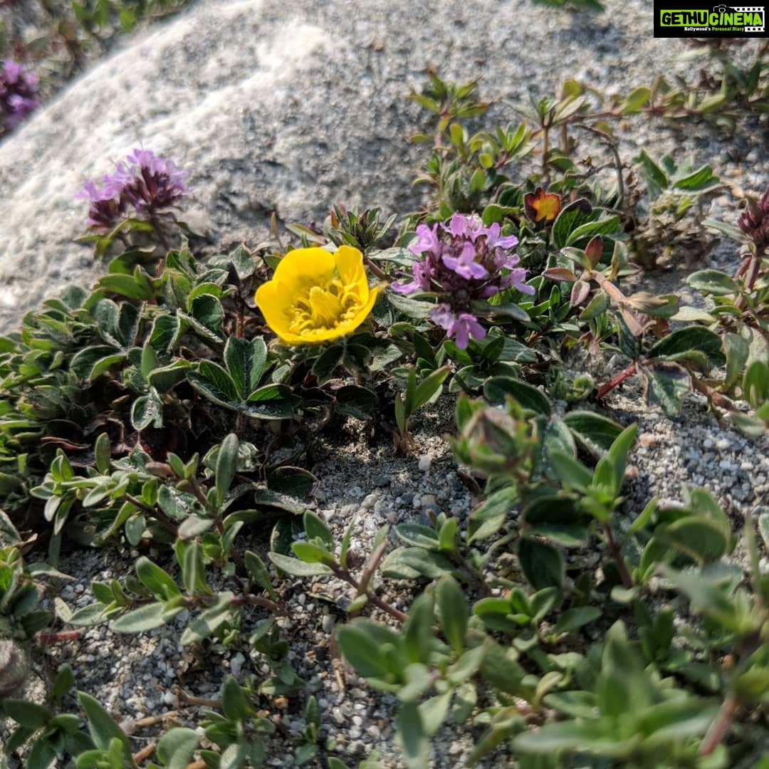 Aditi Balan Instagram - World environment day! The Earth turns to Gold, in the hands of the wise. Chitkul