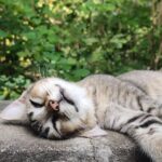 Aditi Balan Instagram - Cats of auroville.