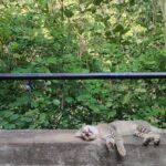 Aditi Balan Instagram - Cats of auroville.