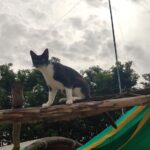 Aditi Balan Instagram - Cats of auroville.