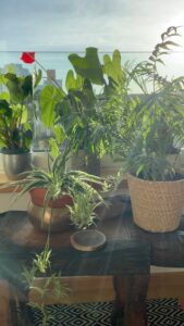 Aditi Chengappa Instagram - Relax 🌿 . . . #plantlove #relax #green #sunshine #morningmood #calm #foliage #sunny #interior #interiordesign #meditate #peace #peaceful Berlin, Germany