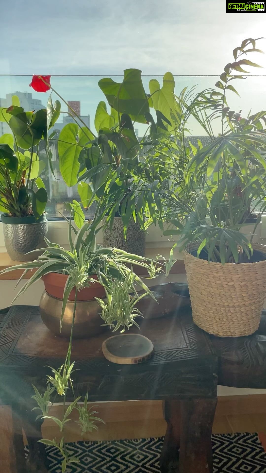 Aditi Chengappa - 299 Likes - Relax 🌿
.
.
.
#plantlove #relax #green #sunshine #morningmood #calm #foliage #sunny #interior #interiordesign #meditate #peace #peaceful