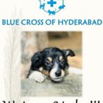 Amala Akkineni Instagram - Today is a special day! What is Blue Cross of Hyderabad doing after 28 years? Working to reduce suffering of animals on the streets; providing a vet to treat sick and injured animals at our veterinary clinic, training people to help animals, and conducting the Animal Birth Control and anti-rabies programme for stray dogs - to eradicate disease and conflict. One breeding pair of stray dogs gives rise to 2000 in their lifetime. By spaying/neutering a pair of dogs - one can reduce 2000 dogs in the future. Blue Cross of Hyderabad spays / neuters 1000 stray dogs every month- imagine the impact 🙏🏼 Bless our wonderful team that they continue their good work. #Repost @bluecrosshyd • • • • • • On this joyous occasion we would like to thank each and everyone of you, in helping us make a difference in the lives of sentient beings.