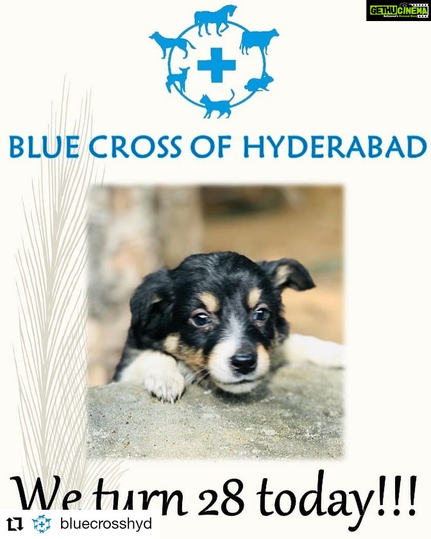 Amala Akkineni Instagram - Today is a special day! What is Blue Cross of Hyderabad doing after 28 years? Working to reduce suffering of animals on the streets; providing a vet to treat sick and injured animals at our veterinary clinic, training people to help animals, and conducting the Animal Birth Control and anti-rabies programme for stray dogs - to eradicate disease and conflict. One breeding pair of stray dogs gives rise to 2000 in their lifetime. By spaying/neutering a pair of dogs - one can reduce 2000 dogs in the future. Blue Cross of Hyderabad spays / neuters 1000 stray dogs every month- imagine the impact ππΌ Bless our wonderful team that they continue their good work. #Repost @bluecrosshyd β’ β’ β’ β’ β’ β’ On this joyous occasion we would like to thank each and everyone of you, in helping us make a difference in the lives of sentient beings.