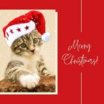 Amala Akkineni Instagram - May our hearts find kindness, empathy, forgiveness and goodwill 💐. Wishing everyone a Merry Christmas!