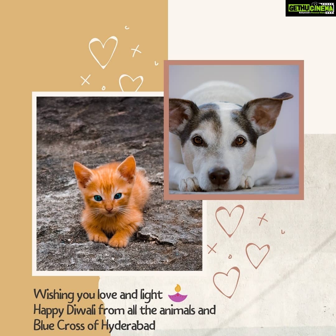 Amala Akkineni Instagram - Wishing you love and light this Diwali! #diwaligreetings #festivaloflights #bluecrossofhyderabad🐶