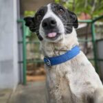 Amala Akkineni Instagram – May Queenie’s eternal journey be filled with love like she filled our world at Blue Cross of Hyderabad animal shelter ❤will
miss you !! @bluecrosshyd