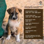 Amala Akkineni Instagram - Kudos to the Blue Cross of Hyderabad team for vaccinating hundreds of dogs against rabies. Check the locations and do support us to vaccinate all your local dogs - Together let’s make Hyderabad Rabies Free! @bluecrosshyd