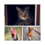 Amala Akkineni Instagram - Remembering the hundreds and thousands of beautiful animals, the thousands of amazing volunteers, members, donors, and the best friends who made the 28-year journey of Blue Cross of Hyderabad so memorable and worthy 🙏🏼😊 Humbled and inspired - Amala @bluecrosshyd #28years #bluecrossofhyderabad🐶