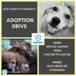 Amala Akkineni Instagram - Please consider adopting a pet at Blue Cross of Hyderabad this Sunday.