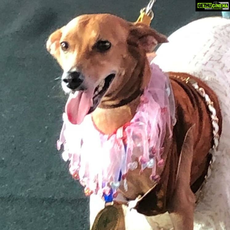 Amala Akkineni Instagram - The Great Indian Dog Show is the most heart warming display of love between human and animal. The stories of how people rescued indie dogs from abuse and abandonment, moving them from the streets into their homes, shows humanity in a very compassionate light . Evenings like these feed my soul 🥰. Well done Blue Cross of India! @blue_cross_rescues #tgids2019