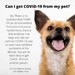 Amala Akkineni Instagram – Do not believe rumours! There is no evidence to prove that #COVID-2019 can be transmitted from pets to humans. Please share widely to help spread the truth. Humane Society International – India (@hsi_india) busts all the myths.