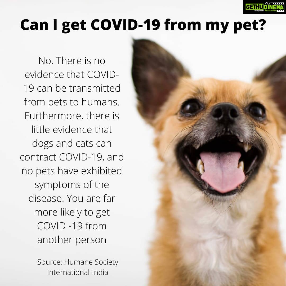 Amala Akkineni Instagram - Do not believe rumours! There is no evidence to prove that #COVID-2019 can be transmitted from pets to humans. Please share widely to help spread the truth. Humane Society International - India (@hsi_india) busts all the myths.