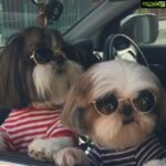 Amrita Arora Instagram – This is insanely cute ❤️❤️ #lovedogs