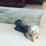Amrita Arora Instagram - National puppy day 🐶❤️️ #myaxl
