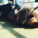 Amrita Arora Instagram - My babyyyy Axl ! Photo credit @shanayamakani 😘