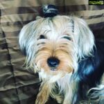 Amrita Arora Instagram - Man bun anyone?🐶 #axlhaironpoint