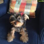 Amrita Arora Instagram – Not to miss his bows❤️😂Axl the cuddly monster😘