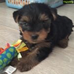 Amrita Arora Instagram – The newest addition to the growing Ladak brood!My cutie pie Axl Ladak❤️😘😍