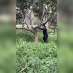 Amulya Instagram – Tried hard to climb a big tree 😛🙈 … Then picked a small tree to climb … #climbingtraining #mangopicking🍋