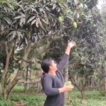 Amulya Instagram - #mangopicking 🥭