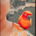 Amulya Instagram - #Chikku 🦜 #myfavorite ❤️