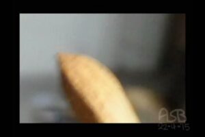 Anand Babu Instagram - #pistasong performed by real #pistachios #almonds #onakkamundiri & #cashews!
My aunt helped me with the kinda-180-degree shot. If you look closely you can see her puppeteering. #pistasumakiraya #malayali #neram #mallu #animationdance
