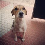 Anaswara Kumar Instagram – #cutie #morningvisitor 💛