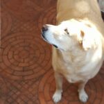 Anaswara Kumar Instagram - Ray of sunshine🐶💖