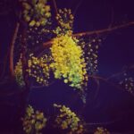 Anaswara Kumar Instagram - #amaltas
