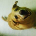 Anaswara Kumar Instagram - Lucy #happydog #tailwagging ♡