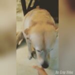 Anaswara Kumar Instagram – #dogshake #lickyshake lucy♡#labrador