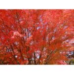 Anaswara Kumar Instagram – 👋😀 🍁👸🍁
.
.
.
.
.
.
#불국사  #bulguksa #gyeongju #hithere #fallselfie #여행스타그램 慶州佛國寺 – 불국사