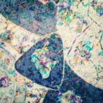 Anaswara Kumar Instagram –