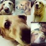 Anaswara Kumar Instagram - My Valentine - Lucy 💖😍🐕 #always #lovemydog #lookatthoseeyes #dogsbeforedudes