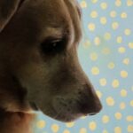 Anaswara Kumar Instagram – Lucy 🐶💖🐾