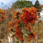 Angana Roy Instagram – Bloom. Grow. Blossom.

#tinchuley #tinchuleytrip #flowers #mountains #mountainstories #orangeflowers #igs #indianphotography #yourshot_india #oneplusphotography #travelphotography #photooftheday #throwback Tinchuley Peak