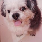 Angana Roy Instagram - 4 years, a long time. I miss you, Chomchom. Love you forever.