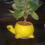 Anju Aravind Instagram - My fav plants# from my home#😊 Yelanka, Bagalore