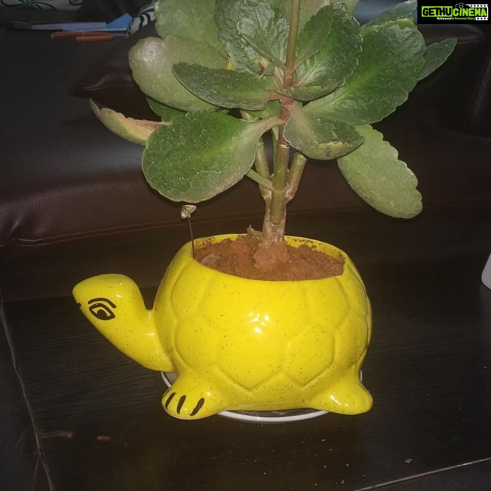 Anju Aravind Instagram - My fav plants# from my home#😊 Yelanka, Bagalore