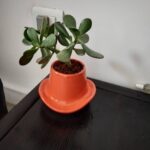 Anju Aravind Instagram - My fav plants# from my home#😊 Yelanka, Bagalore