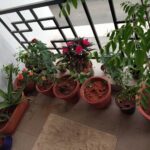 Anju Aravind Instagram – My fav plants# from my home#😊 Yelanka, Bagalore