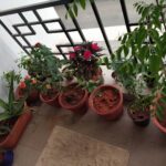 Anju Aravind Instagram - My fav plants# from my home#😊 Yelanka, Bagalore
