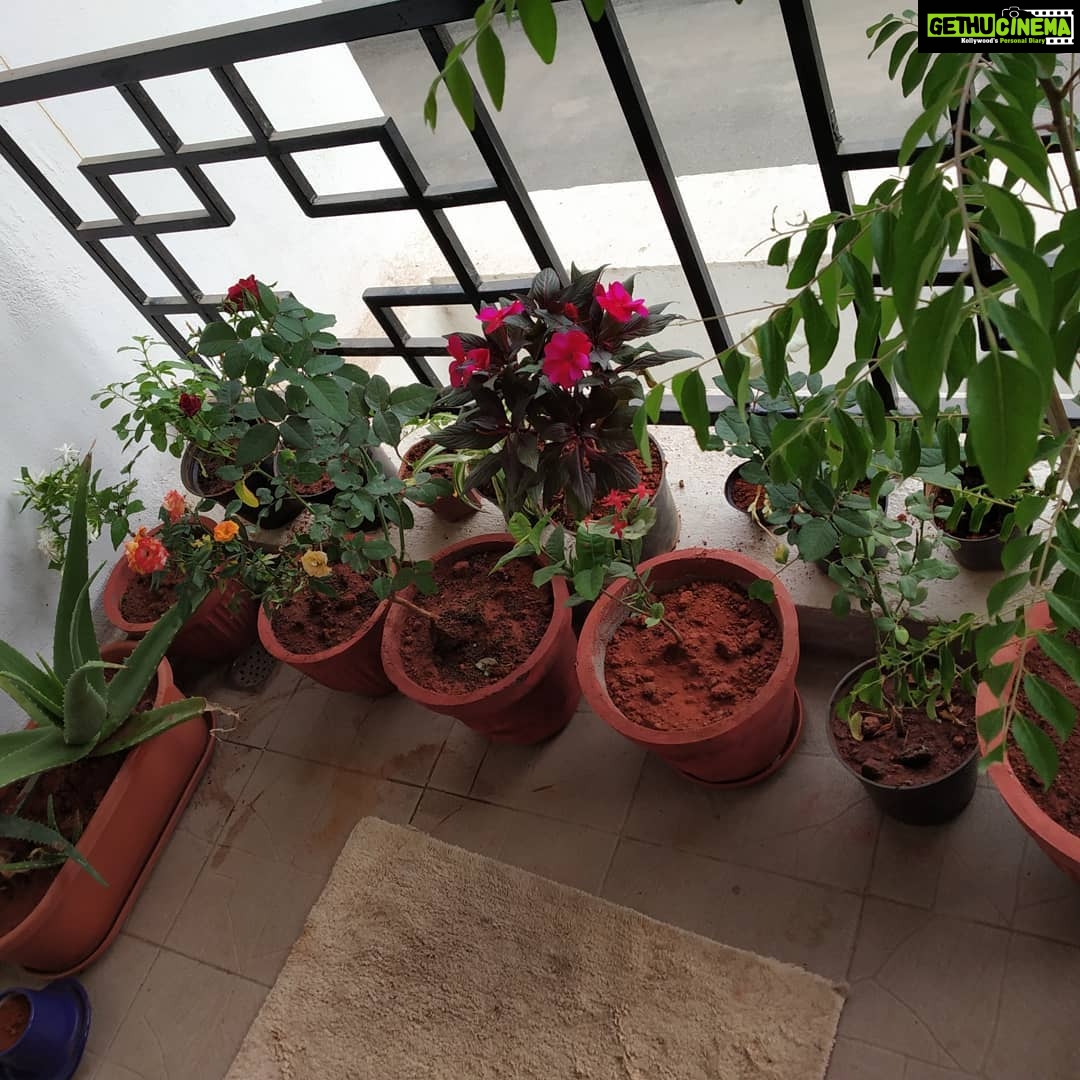 Anju Aravind Instagram - My fav plants# from my home#😊 Yelanka, Bagalore