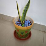 Anju Aravind Instagram - My fav plants# from my home#😊 Yelanka, Bagalore