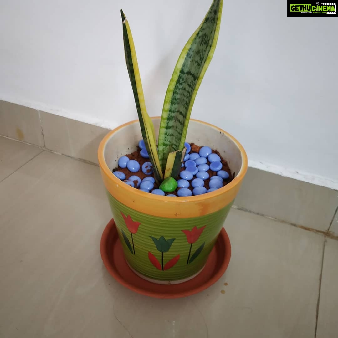Anju Aravind Instagram - My fav plants# from my home#😊 Yelanka, Bagalore